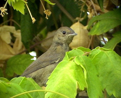 SvarthttaSylvia atricapilla heinekenBlackcap