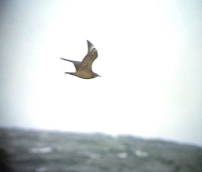 Bredstjärtad labbStercorarius pomarinusPomarine Jaeger (Pomarine Skua)
