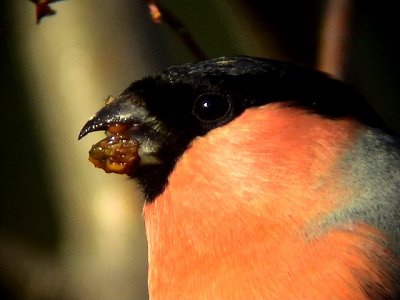 Domherre<br> Bullfinch<br> Pyrrhula pyrrhula