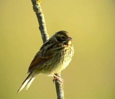 Svsparv <br>Emberiza schoeniclus<br>Common Reed Bunting (Reed Bunting)