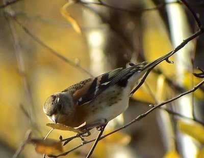 Bergfink Brambling Fringilla montifringilla