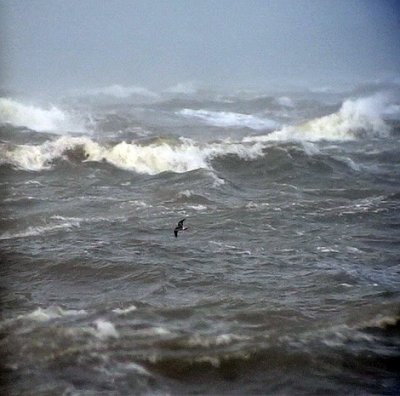 Klykstjrtad stormsvala Leach's Storm-petrel Oceanodroma leucorhoa