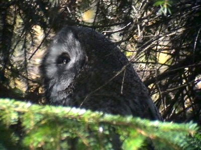 LappugglaGreat Grey Owl Strix nebulosa