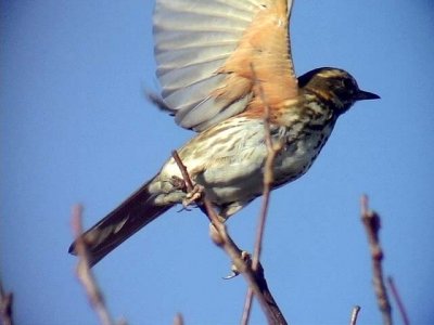 Rdvingetrast RedwingTurdus iliacus