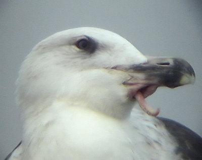 HavstrutLarus marinus Great Black-backed Gull
