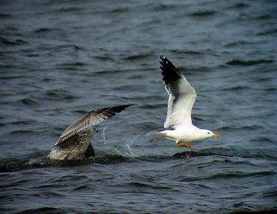 Silltrut<br>	Larus fuscus<br> Lesser Black-backed Gull