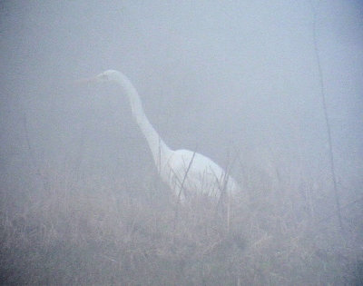 gretthger Egretta alba Great Egret