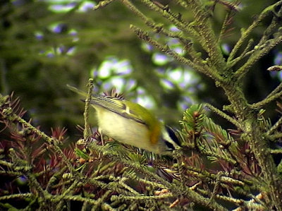 Brandkronad kungsfgel Regulus ignicapillus Firecrest