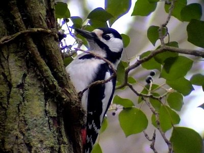 Strre hackspett 	Dendrocopos major Great Spotted Woodpecker