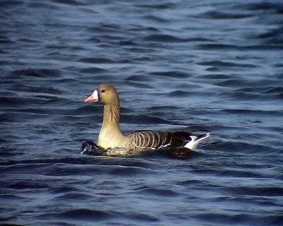 Blsgs <br> Greater White-fronted Goose<br> Anser albifrons