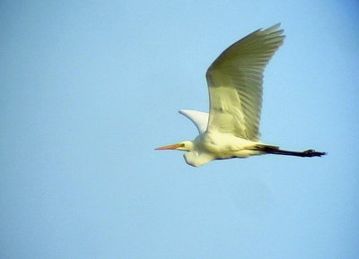 gretthger  Egretta alba Great Egret