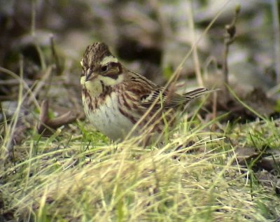 Videsparv Emberiza rustica Rustic Bunting