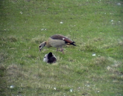 Nilgs Egyptian Goose  Alopochen aegyptiacus