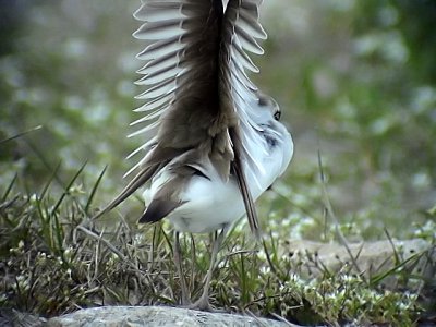 Mindre strandpipare Charadrius dubius Little Ringed Plover (Little Plover)