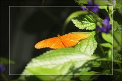 2008 - Butterfly Conservatory