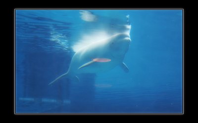 2008 - Chicago - Shedd Aquarium