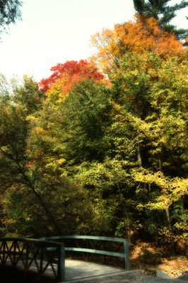 2006 - Fall Colours - Wilket Creek