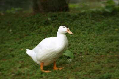 White Duck.jpg