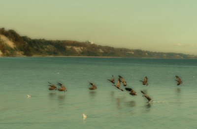 Landing geese.jpg