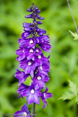 _MG_5302.jpg