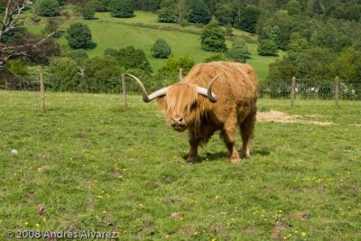 Hamish the hairy cow