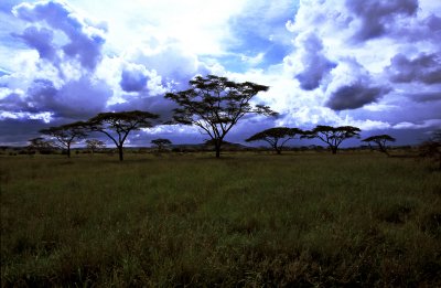 2007 01 31 - Serengeti (+50)