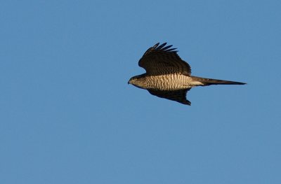 Sparrowhawk - Sparvhk