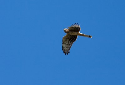Hen Harrier - Bl krrhk