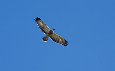 Honey Buzzard - Bivrk