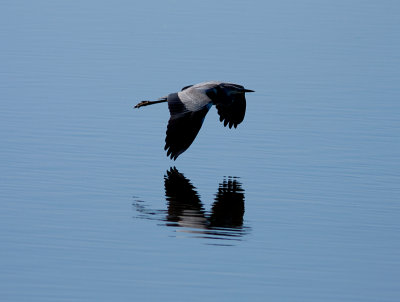 Grey Heron - Grhger