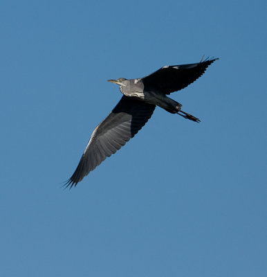 Grey Heron - Grhger