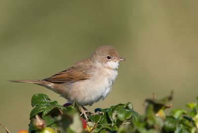 Common Whitethroat - Trnsngare