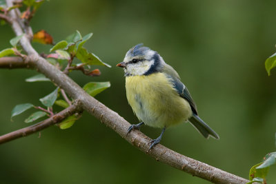 Blue Tit - Blmes