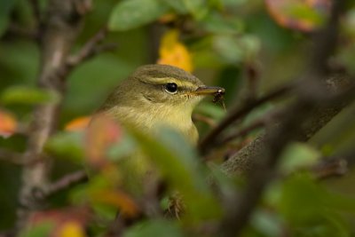 Willow Warbler - Lvsngare