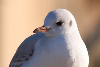 Black-headed Gull - Skrattms