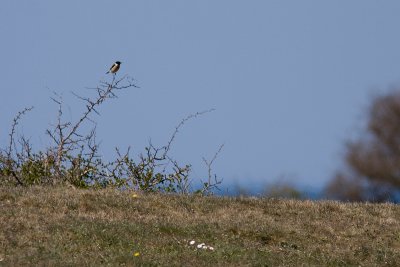 Common Stonechat - Svarthakad buskskvtta