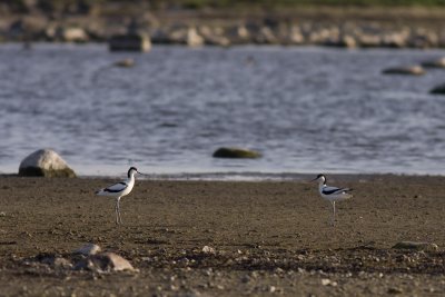 Pied Avocet - Skrflcka