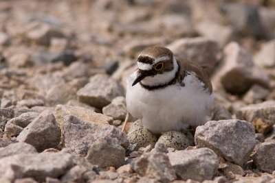 Little Ringed Plover - Mindre strandpipare