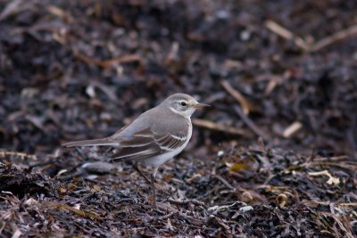 Citrine Wagtail - Citronrla