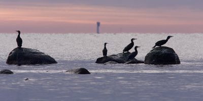 Great Cormorant - Storskarv