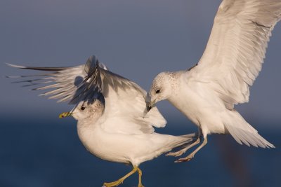 Mew Gull - Fiskms