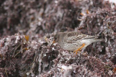 Purple Sandpiper - Skrsnppa