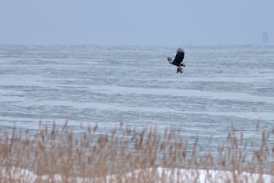 White-tailed Eagle - Havsrn