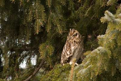 Short-eared Owl - Jorduggla