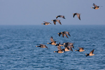 Barnacle Goose - Vitkindad gs