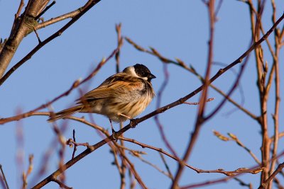 Common Reed Bunting - Svsparv