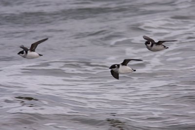 Little Auk - Alkekung