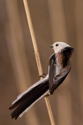 Long-tailed Tit - Stjrtmes