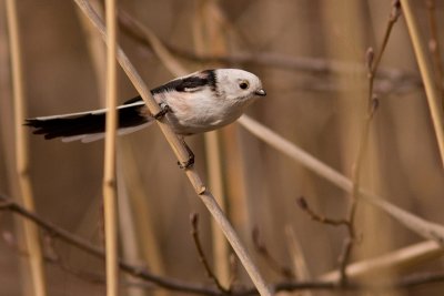 Long-tailed Tit - Stjrtmes