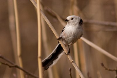 Long-tailed Tit - Stjrtmes